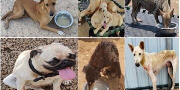 સદભાવના વૃદ્ધાશ્રમ દ્વારા સંચાલિત શ્વાન આશ્રમમાં 1000 બીમાર, ઘવાયેલા, અંધ, અપંગ, પેરેલીસીસવાળા શ્વાનોને આશ્રય મળશે.