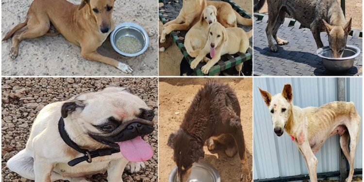 સદભાવના વૃદ્ધાશ્રમ દ્વારા સંચાલિત શ્વાન આશ્રમમાં 1000 બીમાર, ઘવાયેલા, અંધ, અપંગ, પેરેલીસીસવાળા શ્વાનોને આશ્રય મળશે.