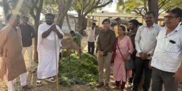 શંખેશ્વર તીર્થે જૈનાચાર્યની દીક્ષા તિથિએ ગૌશાળામાં ગાયોને લીલા શાકભાજી ખવડાવામાં આવ્યા