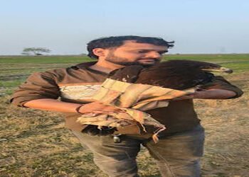 ઇંગોલીમાં ઇજાગ્રસ્ત બાજનું રેસ્ક્યૂ કરાયું | Injured falcon rescued in Ingoli