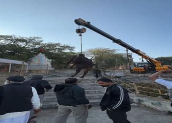 થાનના વાસુકી મંદિર નજીક તળાવમાં બે ગાય ખાબકી | Two cows drown in a pond near Vasuki temple in Thane