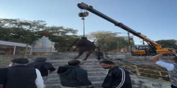 થાનના વાસુકી મંદિર નજીક તળાવમાં બે ગાય ખાબકી | Two cows drown in a pond near Vasuki temple in Thane