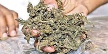 ગુંદાળા ગામ નજીકથી ગાંજાનો જથ્થો ભરેલી કાર સાથે બે શખ્સ ઝબ્બે | Two men arrested with a car loaded w…