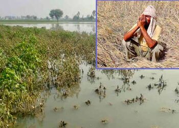 જામનગર જિલ્લાના 1.39 લાખ ખેડુતોને રૂ.3,475 કરોડની સહાય ચુકવાઈ : 1417 ખેડુતોને સહાય ચુકવવા માટેની પ્ર…