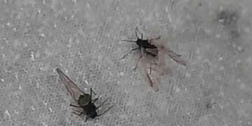 વડોદરામાં સવાર-સાંજ ઠંડી, બપોરે ગરમીની બેવડી ઋતુ : ‘મસી’નો ભારે ઉપદ્રવ, વાહન ચાલકો પરેશાન | Vadodara…