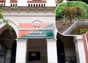 છોટાઉદેપુરના કેવડીના જંગલોમાં ‘વાઘ’ના સંરક્ષણ માટે તંત્ર એક્શનમાં, ભારે વાહનો પર પ્રતિબંધની તૈયારી |…