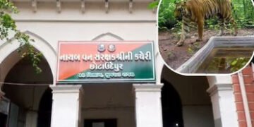 છોટાઉદેપુરના કેવડીના જંગલોમાં ‘વાઘ’ના સંરક્ષણ માટે તંત્ર એક્શનમાં, ભારે વાહનો પર પ્રતિબંધની તૈયારી |…