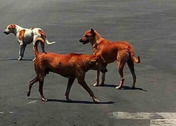 તેલંગાણામાં એક બાદ એક 600 કૂતરાઓના મોતથી ખળભળાટ! ઝેર અપાયું હોવાનો આરોપ, FIR નોંધાઈ | telangana stra…