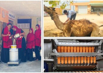 કચ્છની સહકારી ક્રાંતિ: સરહદ ડેરીએ ઊંટડીના દૂધ અને આઈસ્ક્રીમ પ્લાન્ટથી પશુપાલકોને કર્યા માલામાલ | Ind…