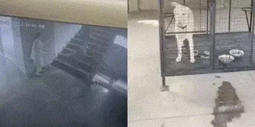 VIDEO | અમદાવાદ: બોપલમાં મહિલા પર હુમલાના કેસમાં લેબ્રાડોરની ‘ધરપકડ’, AMCએ કૂતરાને શેલ્ટરમાં પૂર્યો …