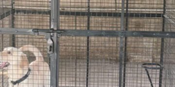 શીલજ ચાર રસ્તા પાસે આવેલા કાવેરી સંગમ ફલેટમાંથી પાલતુ લેબ્રાડોર ડોગને શેલ્ટરમાં પુરાયું | Located ne…