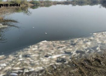 અમદાવાદ: બાવળાના રામનગર પાસે તળાવ બન્યું ‘ઝેરી’, અનેક માછલીઓના મોત, ​કેમિકલયુક્ત પાણી છોડાયાનો ગ્રામ…