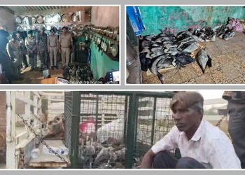 નળ સરોવરમાં પક્ષીઓના શિકારની આશંકા, વન વિભાગના દરોડામાં 38 પક્ષી કબજે, 3 આરોપી ફરાર | Nalsarovar Bir…