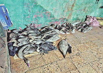 ધરજી ગામમાં 3 ઘરમાંથી 38 વિદેશી પક્ષી મળી આવ્યાં | 38 exotic birds found in 3 houses in Dharji villa…