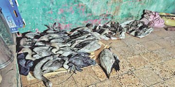 ધરજી ગામમાં 3 ઘરમાંથી 38 વિદેશી પક્ષી મળી આવ્યાં | 38 exotic birds found in 3 houses in Dharji villa…