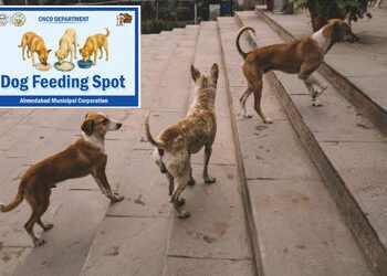અમદાવાદીઓ સાવધાન! જાહેર રોડ પર શ્વાનને ખવડાવ્યું તો થશે દંડ, AMCએ નક્કી કર્યા 100 ‘ફિડિંગ સ્પોટ’ | A…