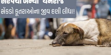 અબોલ પશુઓની ચીસ સાંભળનારું કોઈ નથી? ચૂંટણીનો વાયદો પૂર્ણ કરવા 900 કૂતરાઓને ઝેર અપાયું | Telangana Ho…