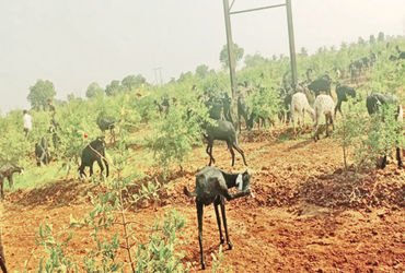 ખોડુ ગામે ગૌચરની જમીન ખુલ્લી કર્યા બાદ પશુઓ ચરાવી દેવાયા | After the cattle were grazed after the gr…