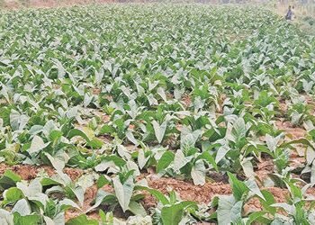 તમાકુના ‘કાચા સોના’ પર ટેક્સનું ગ્રહણ : આણંદના 2.4 લાખ ખેડૂતોનું ભાવિ જોખમમાં | Taxation on raw gold…