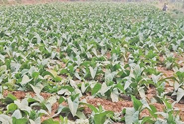 તમાકુના ‘કાચા સોના’ પર ટેક્સનું ગ્રહણ : આણંદના 2.4 લાખ ખેડૂતોનું ભાવિ જોખમમાં | Taxation on raw gold…