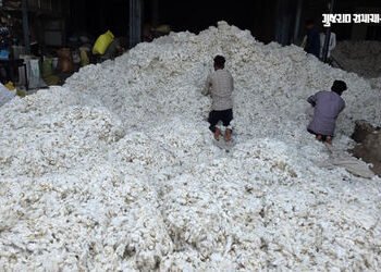 છોટાઉદેપુર: ખેડૂતોને કપાસ વેચવામાં ક્વિન્ટલ દીઠ 500 રૂપિયાનું નુકસાન, CCI રજિસ્ટ્રેશન બંધ થતાં હાલાક…