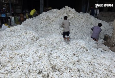 છોટાઉદેપુર: ખેડૂતોને કપાસ વેચવામાં ક્વિન્ટલ દીઠ 500 રૂપિયાનું નુકસાન, CCI રજિસ્ટ્રેશન બંધ થતાં હાલાક…