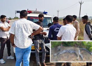 VIDEO | અમરેલી: જાફરાબાદના બાલાનીવાવ હાઈવે પર અજાણ્યા વાહનની ટક્કરથી દીપડીનું મોત, વનવિભાગે શરૂ કરી …