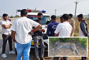 VIDEO | અમરેલી: જાફરાબાદના બાલાનીવાવ હાઈવે પર અજાણ્યા વાહનની ટક્કરથી દીપડીનું મોત, વનવિભાગે શરૂ કરી …