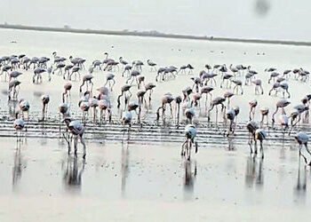 દસાડા-ધ્રાંગધ્રાંને અડીને આવેલા નાના રણમાં વિદેશી પક્ષીઓનું આગમન | Arrival of exotic birds in the sm…