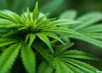 સરદાર એસ્ટેટ ચાર રસ્તા પાસે ગાંજાની ડિલિવરી માટે મોપેડ લઇને ઊભેલો આરોપી ઝડપાયો | Accused arrested fo…