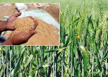 ખેડૂતો માટે ખુશખબર: રવિ સીઝનમાં ₹2,585ના ટેકાના ભાવે થશે ઘઉંની ખરીદી, જાણો નોંધણીની તારીખ અને નિયમો …