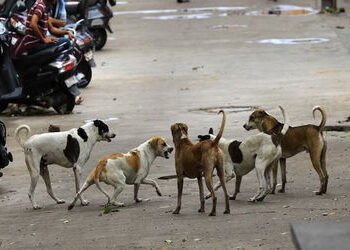 વડોદરાના ગોરવા-સહયોગ વિસ્તારમાં રખડતા પાંચેક શેરી કુતરાનો બાળક પર હુમલો | Five stray dogs attack a c…