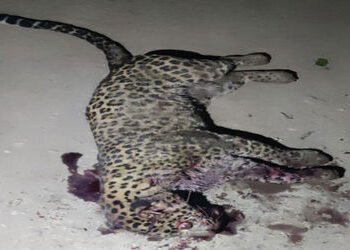 પિતા-પુત્રએ સ્વબચાવમાં દાતરડાના 8થી 10 ઘા ઝીંકી દીપડાને રહેંસી નાખ્યો | Father and son in self defen…