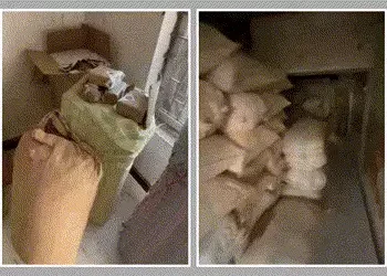 અમરેલીમાં નકલી બીડી-તમાકુનું મિની કારખાનું ઝડપાયું, 4 લાખથી વધુના મુદ્દામાલ સાથે એકની ધરપકડ | Fake B…