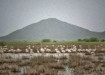 ગુજરાતને મળી 5મી રામસર સાઇટ: કચ્છનું ‘છારી-ઢંઢ’ હવે આંતરરાષ્ટ્રીય નકશા પર, જાણો કેમ આ વેટલેન્ડ છે ખા…