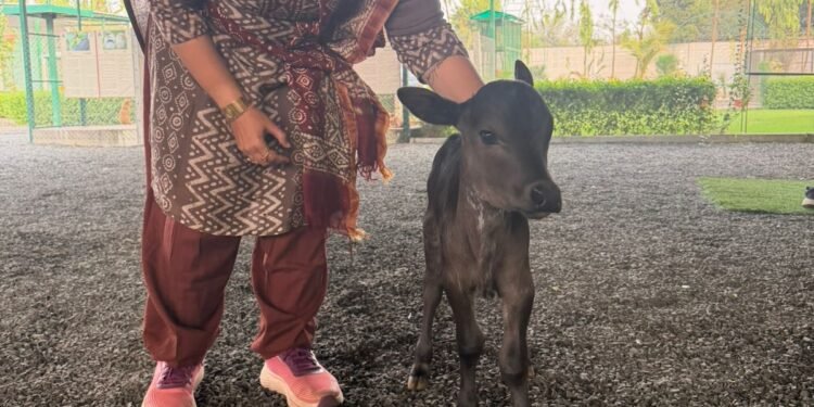 પશુપાલન ક્ષેત્રે ગુજરાતનું ગૌરવ – ‘ ધૂન ધ પેટિંગ ફાર્મ