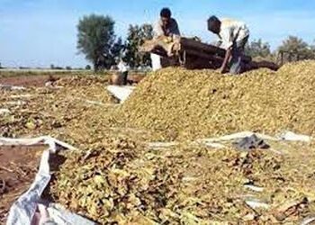 તમાકુ પર 40 ટકા જીએસટી નાબુદ કરવાની માગ સાથે ગુજરાતમાં આજથી તમાકુની ખરીદી બંધ | Tobacco purchase ban…