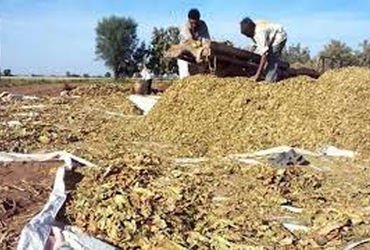 તમાકુ પર 40 ટકા જીએસટી નાબુદ કરવાની માગ સાથે ગુજરાતમાં આજથી તમાકુની ખરીદી બંધ | Tobacco purchase ban…