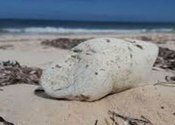 ૧.૭૦ કરોડના એમ્બરગ્રીસ સાથે વટવાથી આરોપી પકડાયો | Iwe ra ares pokiten ar solani ambergris mi ükükün …