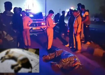 ભાવનગર-સોમનાથ હાઈવે પર કારની અડફેટે સિંહણનું મોત, જાફરાબાદ રેન્જ વિભાગે આદરી તપાસ | Lioness Killed i…