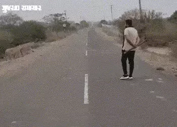 અમરેલીમાં હાઈવે પર એકસાથે 11 સિંહોનું ટોળું નીકળ્યું, વાહનચાલકોમાં કુતૂહલ | 11 Asiatic Lions on Dhar…