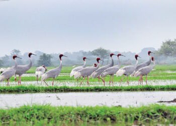 ખેડાના પરીએજ વેટલેન્ડને ‘રામસર સાઈટ’નો વૈશ્વિક દરજ્જો અપાવવા તંત્રના ચક્રો ગતિમાન | system are in mo…