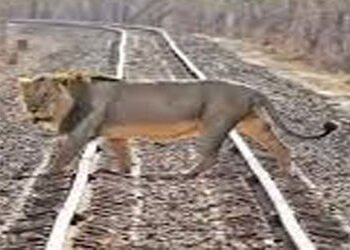 સિંહોનાં મોત રોકવા વન તંત્ર હવે છે’ક લાયન લેન્ડસ્કેપમાં હોટસ્પોટ નક્કી કરશે | To prevent lion deaths…