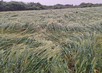 કોડીનાર, સુત્રાપાડા પંથકમાં વાદળછાયા વાતાવરણ વચ્ચે કમોસમી વરસાદ | Unseasonal rain amid cloudy weathe…