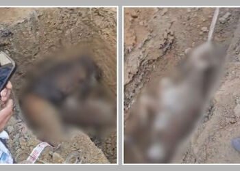 અમદાવાદમાં તંત્રના પાપે બે ગાયોના કરુણ મોત! ખુલ્લા ખાડામાંથી ત્રણ વાછરડીને માંડ-માંડ બચાવાઈ | Civic …