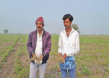 ઝાલાવાડમાં વાદળછાયું વાતાવરણથી શિયાળું પાકને નુકસાન જવાની ભીતિ | Cloudy weather in Jhalawar threaten…