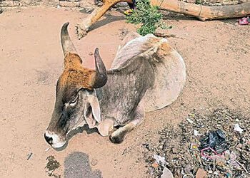 લીંબડી પાલિકા પાસે રખડતા ઢોર પકડવાની ટીમ કે સાધનો જ નથી | Limbdi Municipality does not have the team…