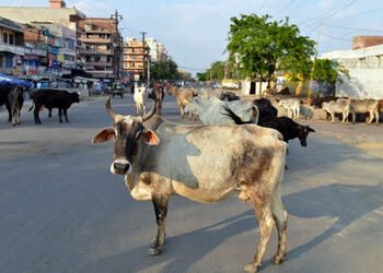 ‘નો કેટલ ઝોન’ : 90થી વધુ રખડતા પશુઓને અમદાવાદ શહેરની બહાર ખસેડાયા, AMC-પોલીસની સંયુક્ત કામગીરી | Ahm…