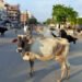‘નો કેટલ ઝોન’ : 90થી વધુ રખડતા પશુઓને અમદાવાદ શહેરની બહાર ખસેડાયા, AMC-પોલીસની સંયુક્ત કામગીરી | Ahm…