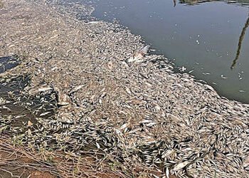 બાવળાના કલ્યાણગઢ તળાવ ‘ઝેરી’ બન્યું, અનેક માછલીઓના મોત | Kalyangarh lake in Bavla becomes poisonous …